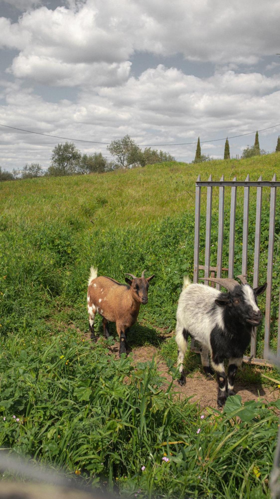 Herdade Do Charito エルヴァス エクステリア 写真